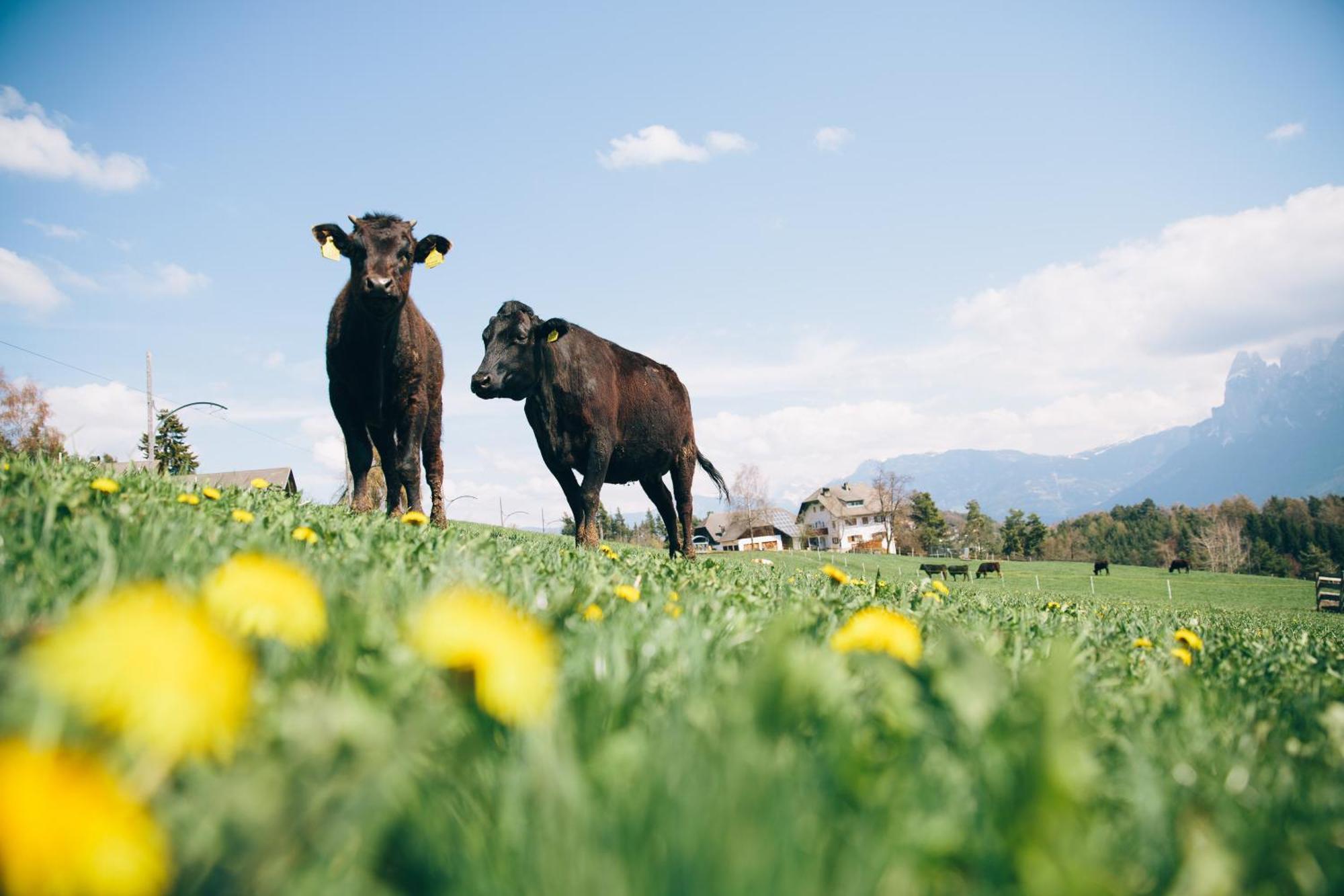 Alpin Farm Linde - Oberweidacherhof Колалбо Екстериор снимка