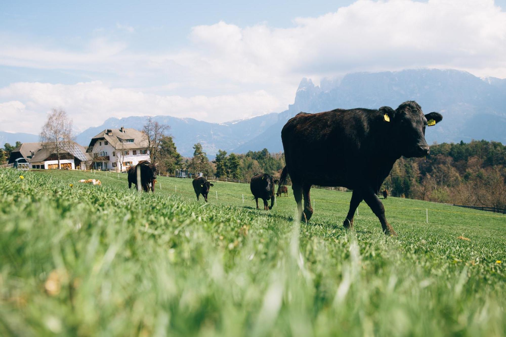 Alpin Farm Linde - Oberweidacherhof Колалбо Екстериор снимка
